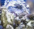 Korall ragasztók