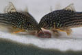 Corydoras sterbai 