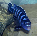 Demasoni 