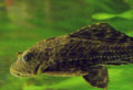 Pleco 