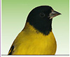 Siskin 1A - Süvöltő félék keveréke