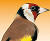 Goldfinch - Tengelicek magkeveréke