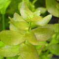 Bacopa caroliniana