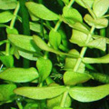 Bacopa caroliniana