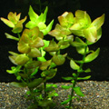 Bacopa caroliniana