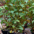 Ludwigia Repens - Pirosfonákú Tóalma