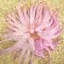 Condylactis gigantea - pink tip - Lila Anemone