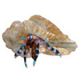 Calcinus elegans - Kékollós remeterák