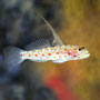 Ctenogobiops tangaroai - Tangaroa Goby