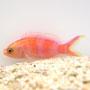 Anthias parvirostris - Napnyugta zászlóssügér