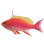 Pseudanthias pulcherrimus - Tierra Anthias hím