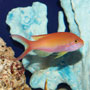 Nemanthias carberryi - Carberryi Anthias