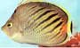Chaetodon pelewensis - Napnyugta pillangóhal