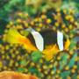 Amphiprion sebae - Sárgafarkú bohóchal