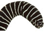 Gymnomuraena zebra - Zebra muréna