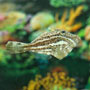 Aluterus scriptus - Scrawled Filefish